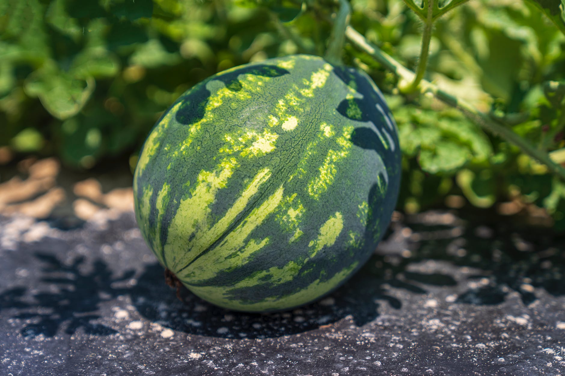 close up shot of a watermelon